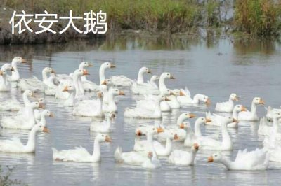 黑龍江省依安縣的特產(chǎn)，包括依安紫花油豆角、依安甜菜等種類