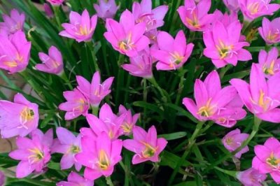 喜陰耐寒的室內(nèi)植物花卉有哪些，常見的有茶花、風(fēng)信子、郁金香等