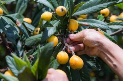 枇杷怎么施肥，幼樹的施肥原則為薄肥勤施