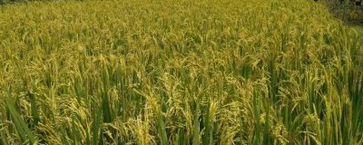 F兩優(yōu)658水稻種子特點(diǎn)，一般3月下旬至4月上旬播種