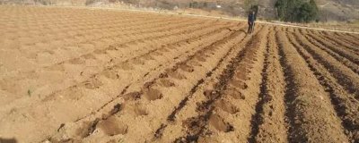 如何根據(jù)地塊的特點(diǎn)選用肥料，鹽堿地應(yīng)增施水溶性磷肥
