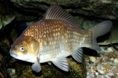 三四斤的鯽魚(yú)是什么品種，主要有以下這6種