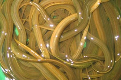 室內(nèi)水產(chǎn)養(yǎng)殖項目，好養(yǎng)又賺錢