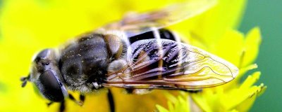 介王不圍王籠了可以放王嗎，是工蜂排斥新蜂王的表現(xiàn)