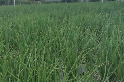 紅蔥栽培技術(shù)，注意栽種前打除草劑