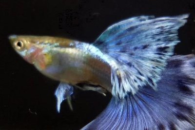 金屬孔雀魚好不好養(yǎng)，對水溫和水質(zhì)要求不高容易飼養(yǎng)