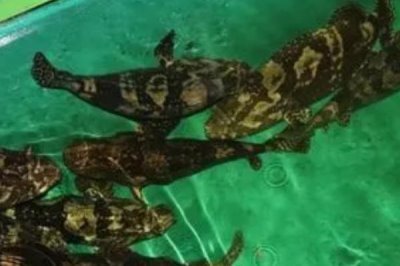 石斑魚的養(yǎng)殖技術，餌料以新鮮的小雜魚和小蝦米為主