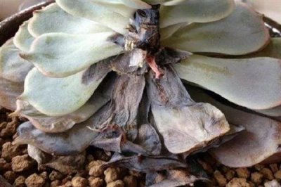 多菌靈可以治黑腐病嗎，多菌靈可以治黑腐病