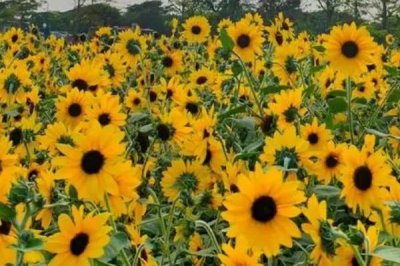 向日葵什么時(shí)候開花，一般在7-8月開花