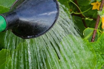 黃瓜如何正確澆水，不同生長階段的澆水方法不同