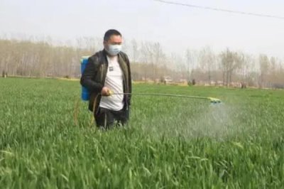 小麥拔節(jié)期能打除草劑嗎，不能打因?yàn)樯杂胁簧骶蜁?huì)產(chǎn)生藥害