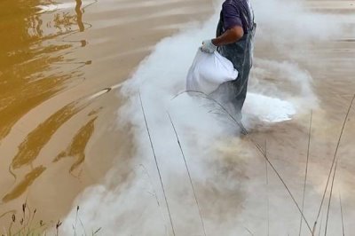 淡水蝦的種類，日本沼蝦、羅氏沼蝦等為主要養(yǎng)殖品種