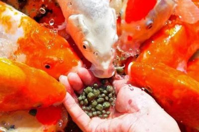 錦鯉喂什么增色快，可以喂食營養(yǎng)較高的專用增色飼料