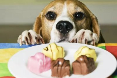 狗吃巧克力會出什么問題，輕則上吐下瀉、重則危及生命