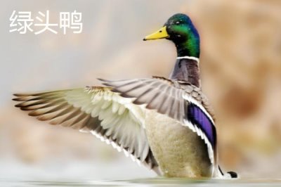 綠頭鴨會(huì)游泳嗎，屬于游禽所以會(huì)游泳
