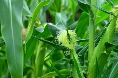 豫冠598玉米種子簡介，適宜密度4500株/畝