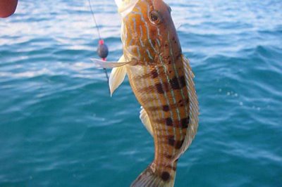 13號丸世鉤可以釣多大的鱸魚，合理搭配主線可釣獲1斤以上的魚類