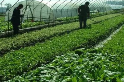 大棚蔬菜早春怎么施肥，澆灌緩苗水時(shí)可隨水沖施有機(jī)肥