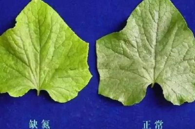 氮肥對植物的作用，可增強(qiáng)光合作用、促進(jìn)生長、提高作物產(chǎn)量及改善品質(zhì)