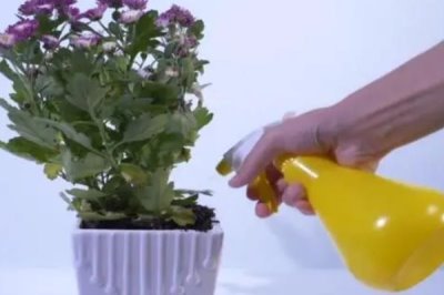 富貴菊的寓意，寓意喜慶快樂、富貴吉祥等