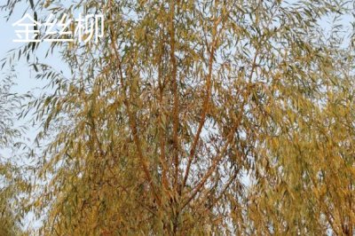 金絲柳的產(chǎn)地，原產(chǎn)東北、華北、西北