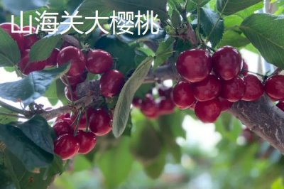 河北秦皇島有哪些特產(chǎn)，昌黎葡萄暢銷全國各地