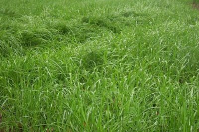 怎么種植黑麥草，翻耕后可進(jìn)行條播