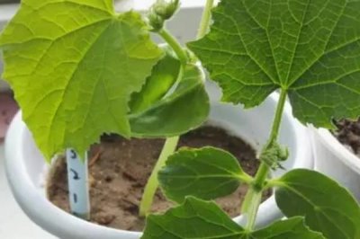 家庭版黃瓜種植技巧，一年四季均可播種