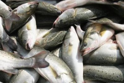 養(yǎng)殖什么魚賺錢，選擇這幾種魚年收入十萬不是問題