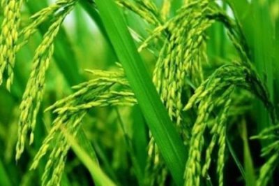 寧粳59號(hào)水稻種子簡介，播種期4月15日左右
