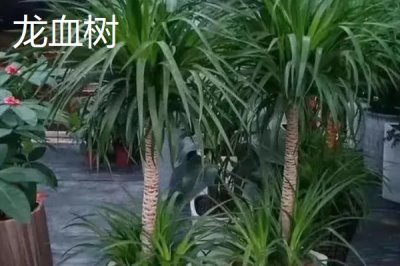 龍須樹和龍血樹有什么區(qū)別，前者株型較小、后者株型較大且粗壯
