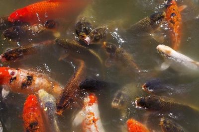 家養(yǎng)錦鯉如何繁殖，讓公魚和母魚自然交配即可