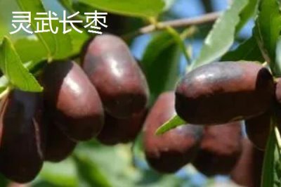 寧夏出名的特產(chǎn)，靈武長棗被批準(zhǔn)為中國國家地理標(biāo)志產(chǎn)品
