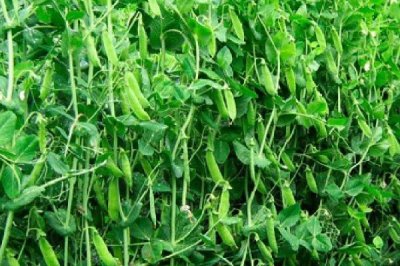 荷蘭豆的種植方法，播種前要保持土壤的濕潤(rùn)性