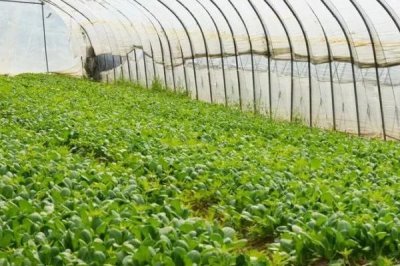 大棚蔬菜噴肥的方法，一般以開花時(shí)噴施為宜