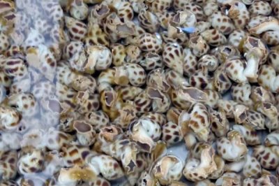 花螺的養(yǎng)殖方法，適宜的水溫是23-30℃