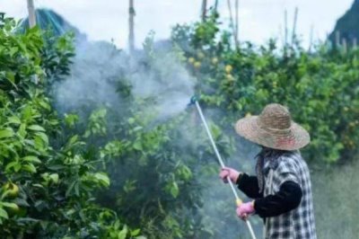 滅草劑打完幾天見效，不同種類的見效時間不同