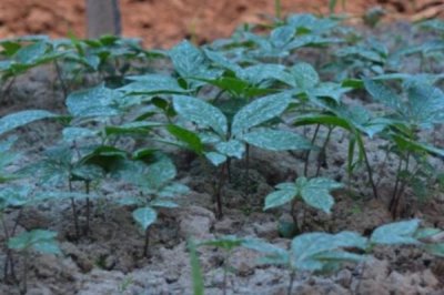 人參種子的種植方法，可春播、夏播或秋播
