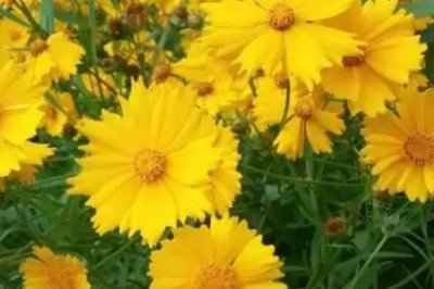 院子里能種菊花嗎，院子里是適合種菊花的