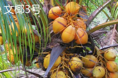 中國椰子的主產(chǎn)地，主產(chǎn)于海南、臺灣、云南等省份