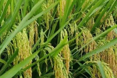 綏原2號(hào)水稻品種的特性，普通粳稻品種