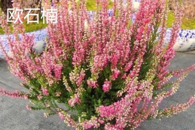 高端名貴的花卉綠植，寶蓮燈既華麗又雍容大氣