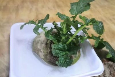土豆能不能種在水里，可以在水中種植