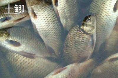 鯽魚的外觀，不同品種的外觀有所區(qū)別