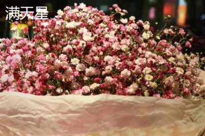 紫色花卉的花語，不同花卉的花語不同