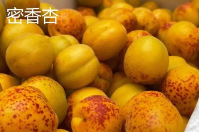 河南新密市的特產(chǎn)，當(dāng)?shù)禺a(chǎn)的金銀花品質(zhì)極好