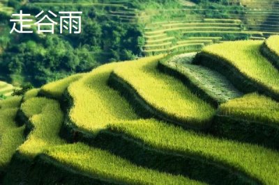 谷雨時節(jié)的習俗，采茶正值適期