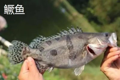 如何判斷河里是否存在鱖魚，鱖魚常棲息在水質(zhì)潔凈的地方