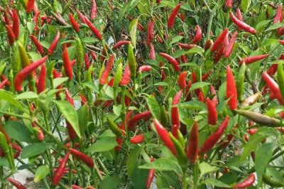 指天椒種植技術(shù)，播種前需浸種