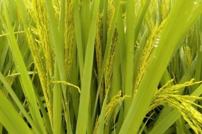 源粳2號水稻種子特征特性，全生育期147天